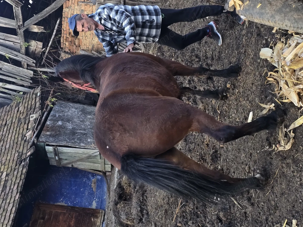 Vând iapa Bună de tras