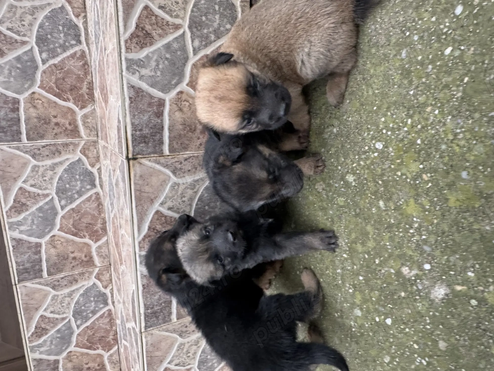 Pui ciobănesc belgian 