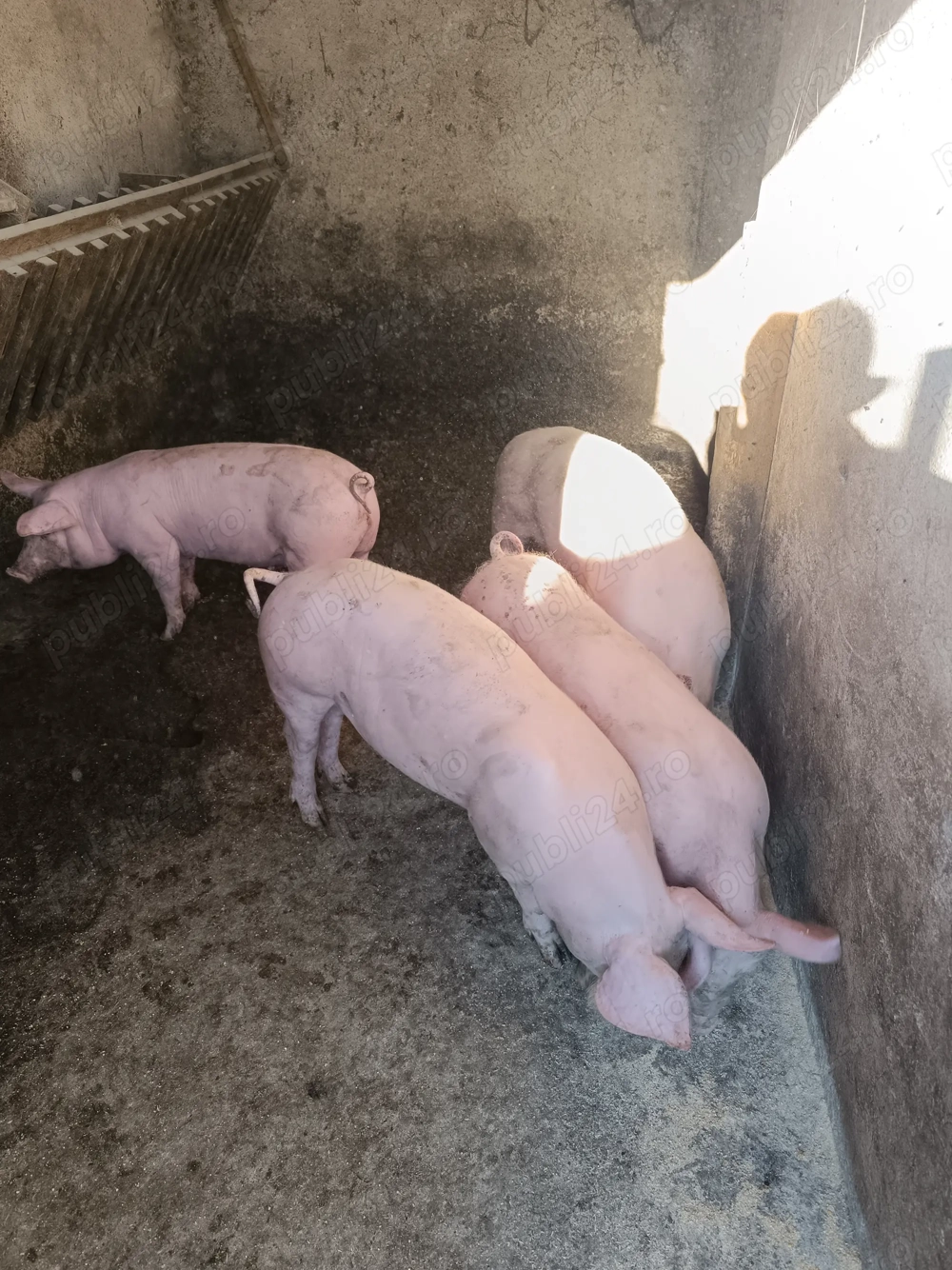 Grăsuni de 13 săptămâni Pietrain castrați.