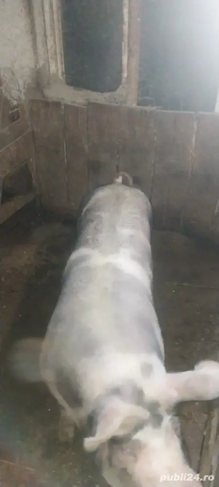 porci de carne pt craciun 