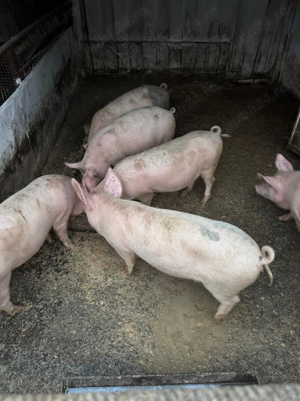 Vând purcei si grasuni