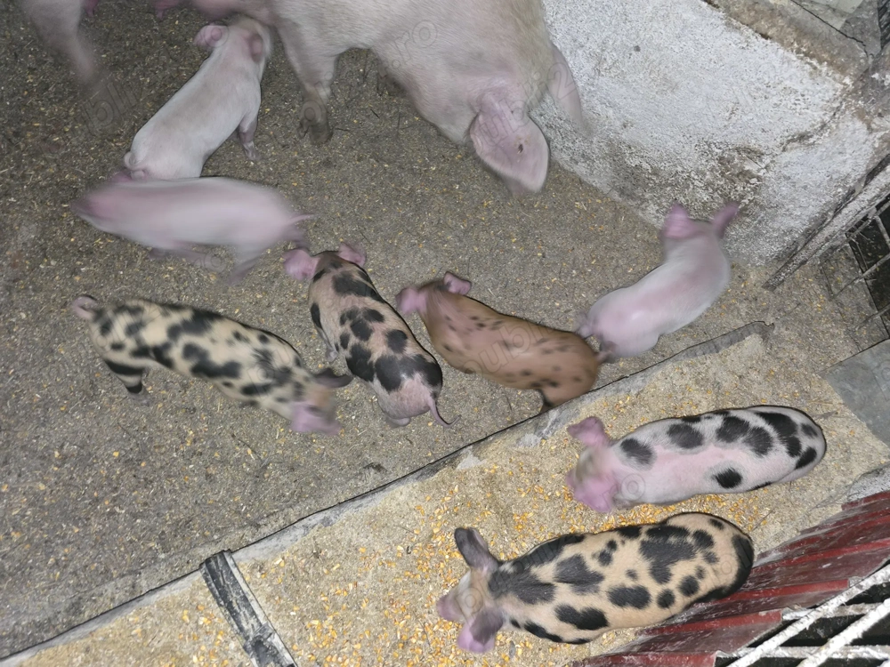 Vand Purcei  Rasa de carne