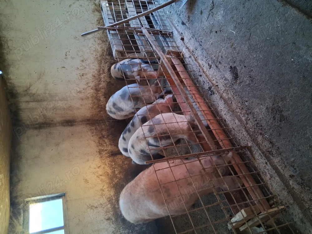 Porci și purcei .....