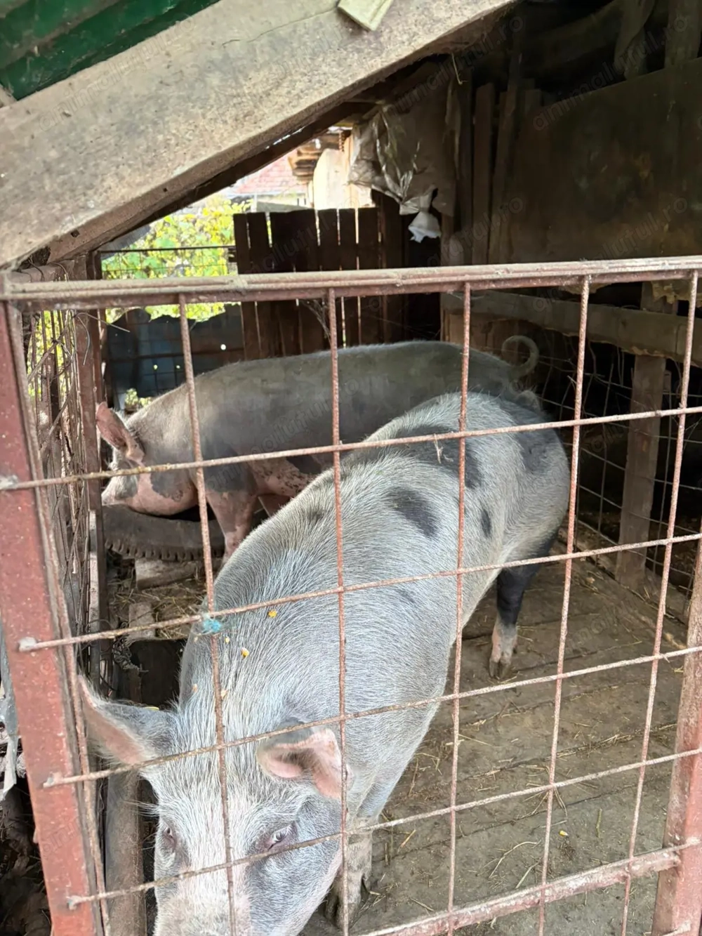 Vand porc crescut la curte