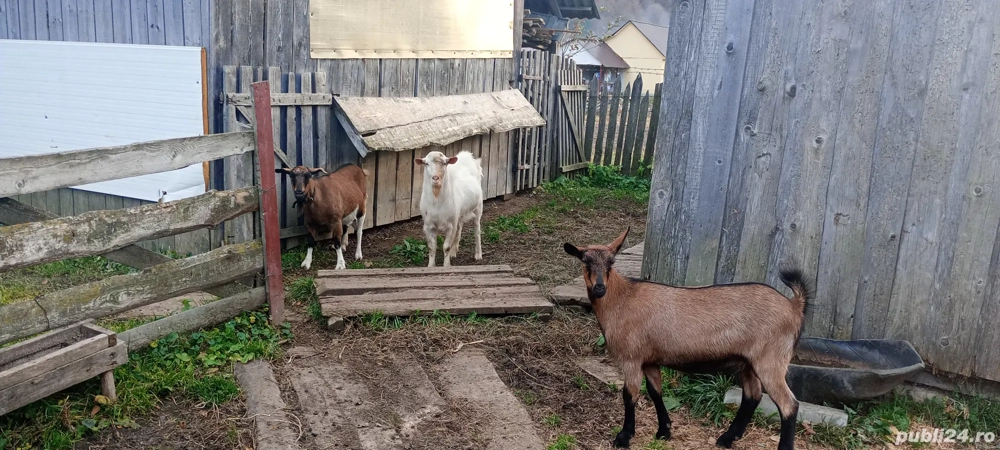 Vând Țap Rasa Saanen