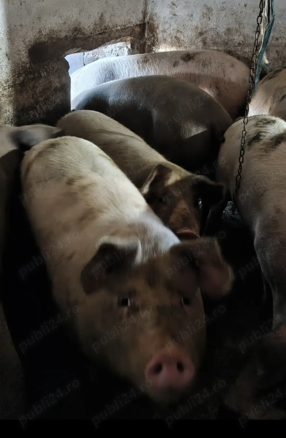  Vând porci pentru sacrificat, între 100 și 180 kg, la 18 lei kg.  Locație: Biled, jud. Timiș 