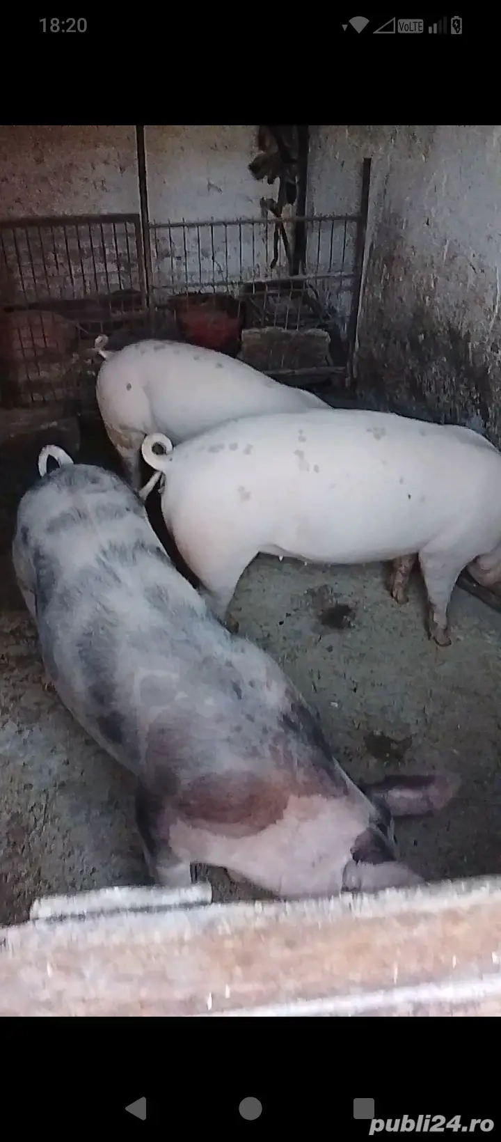 De vânzare porci de carne!