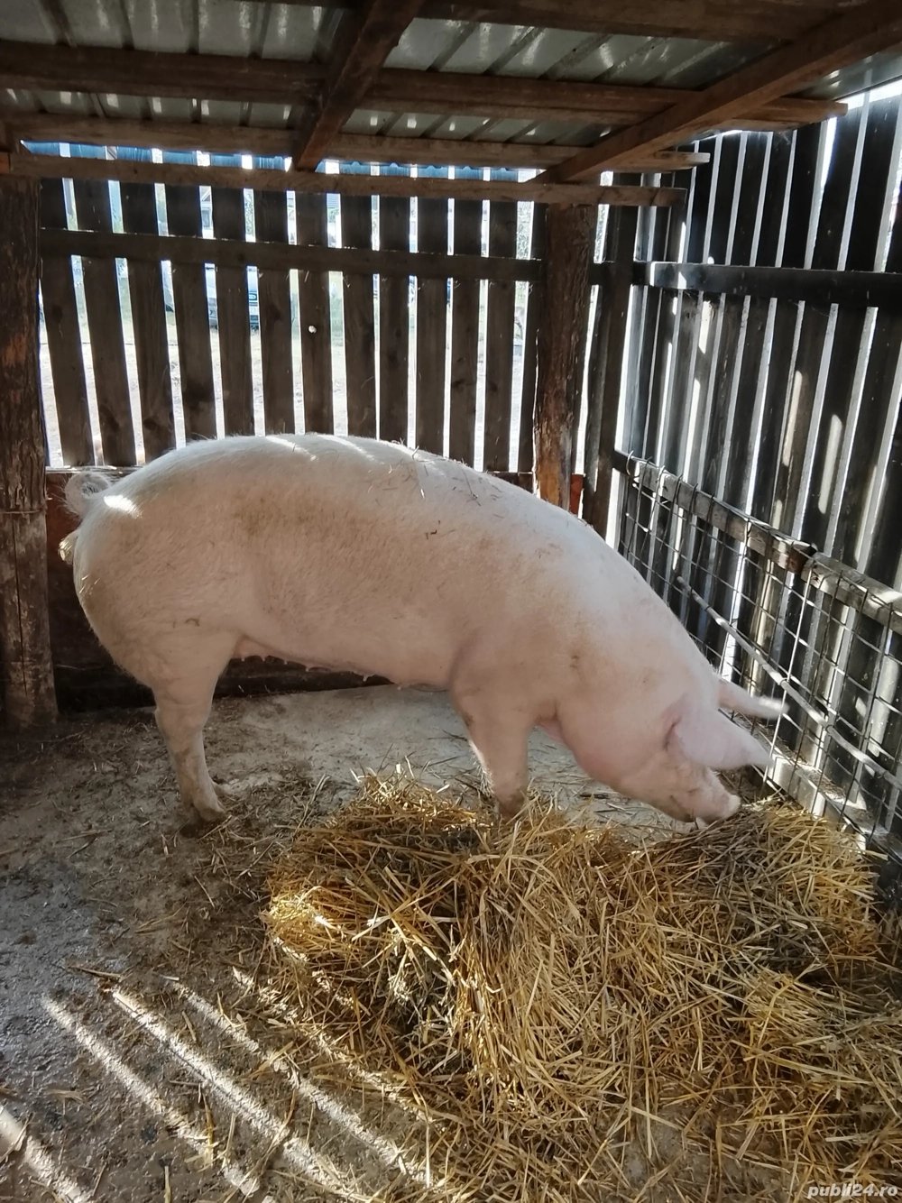 De vânzare porci de carne!