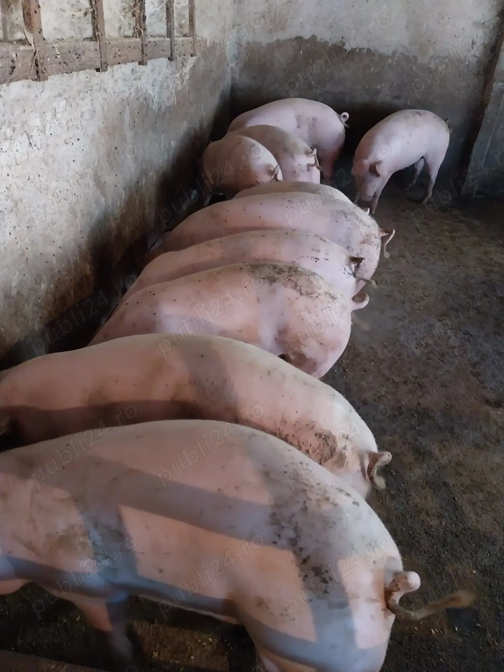 Porci de vanzare.........