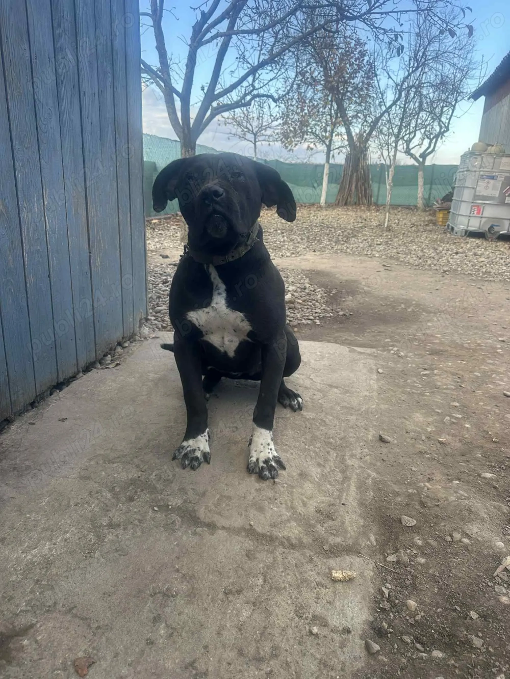 Cane corso cu pedigree