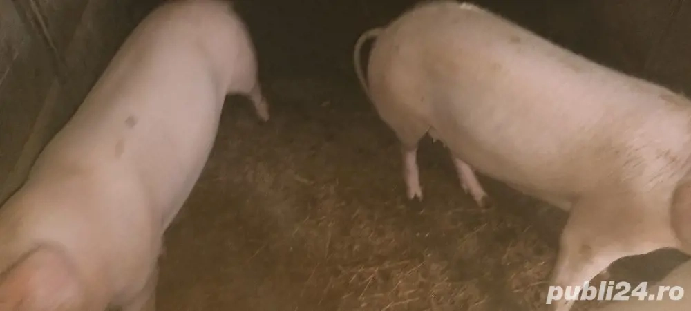 Porci pentru sacrificat