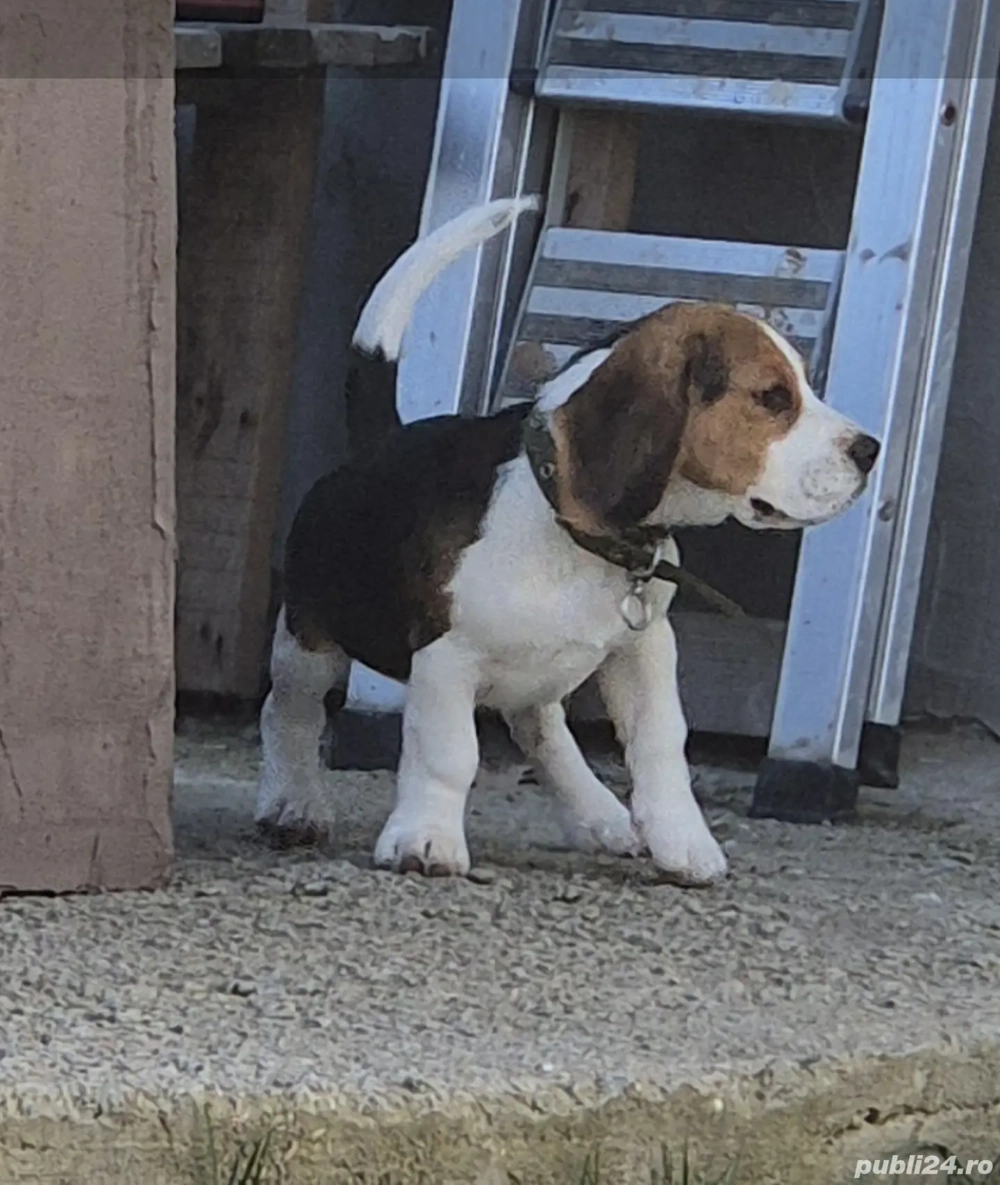 Pui mascul beagle superb