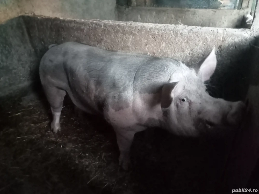 vînd vier pentru monta artificiala 