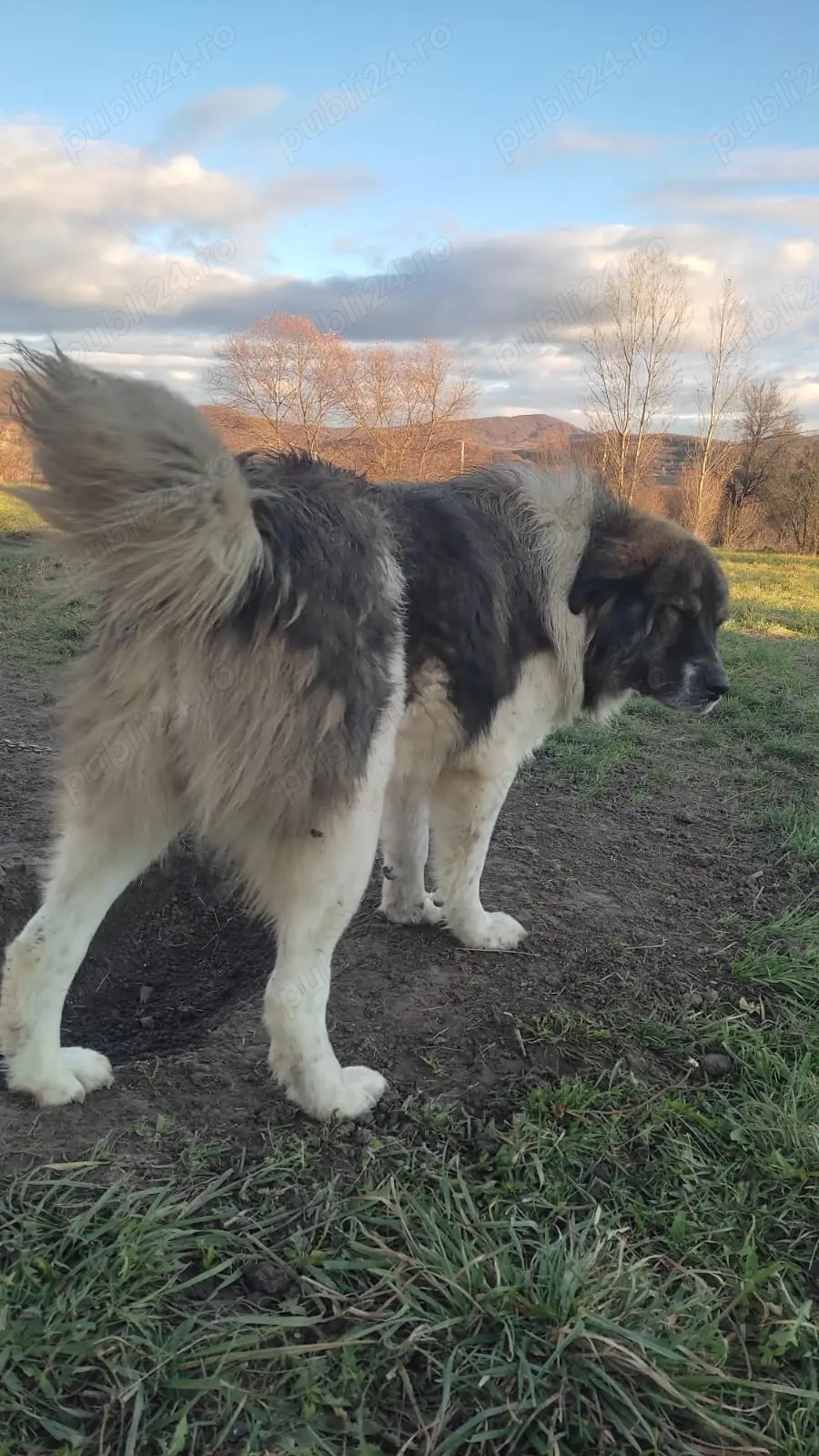 Vând câine ciobănesc 