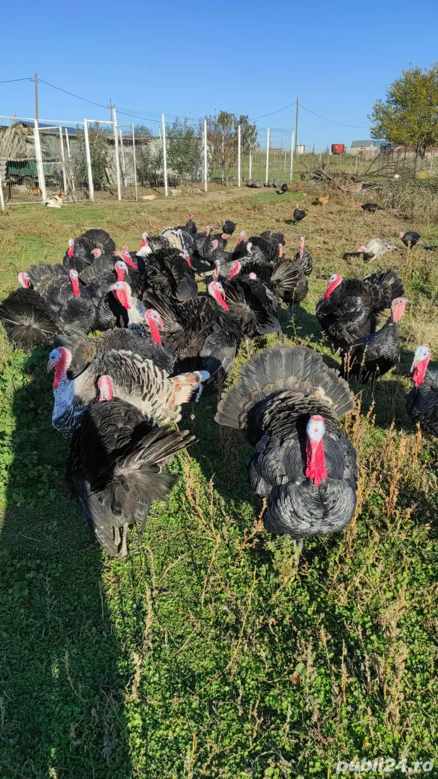 curcani,curci si gaini 