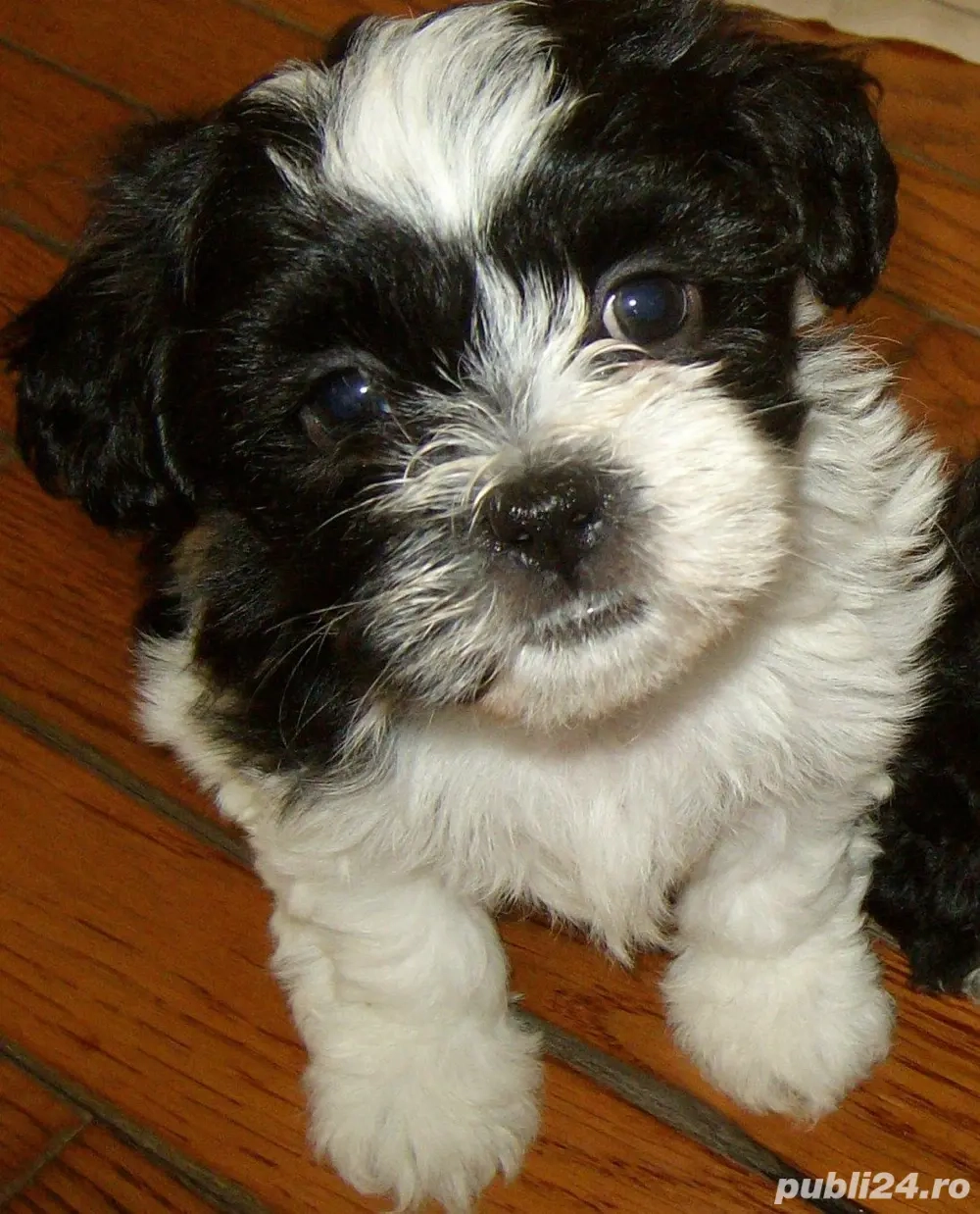 bichon havanez femela alb cu negru