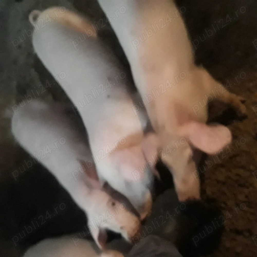 vand purcei Pietrain cu Landrace