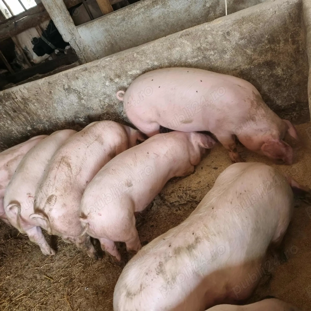 Vând porcii crescuți natural !! 