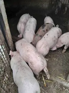 Porci de 5 luni          