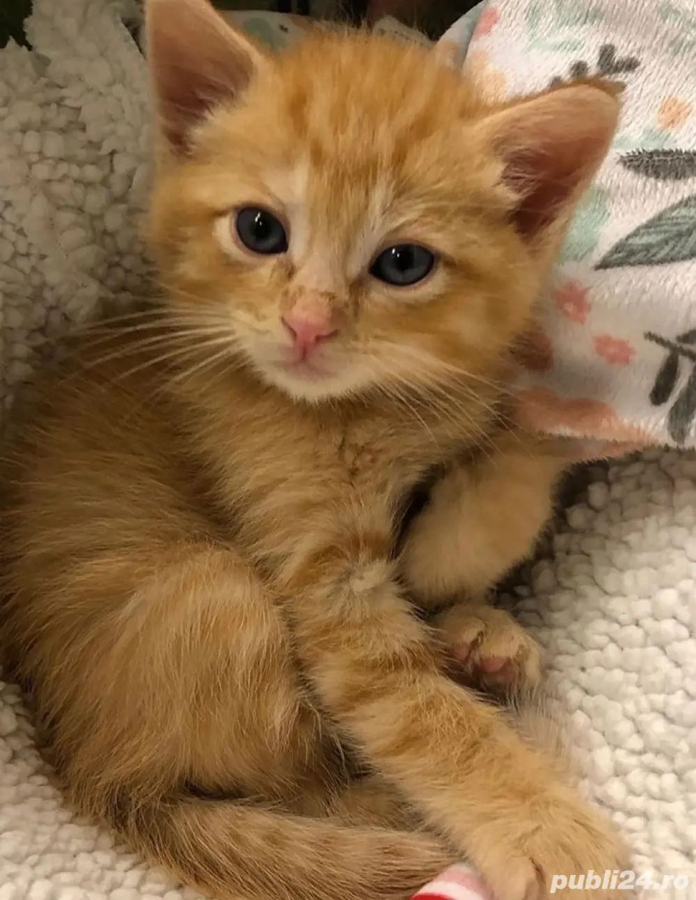 Siberiană de pădure