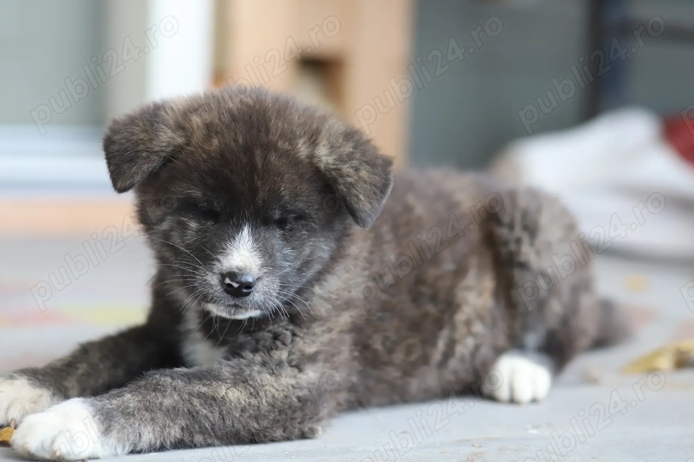 Puiut Akita Inu brindle(tigrat) mascul