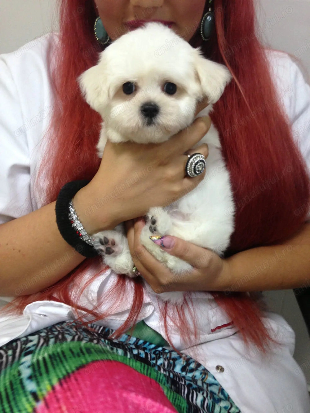 Bichon Maltez talie mică   2 luni, mascul, pedigree, microcipat