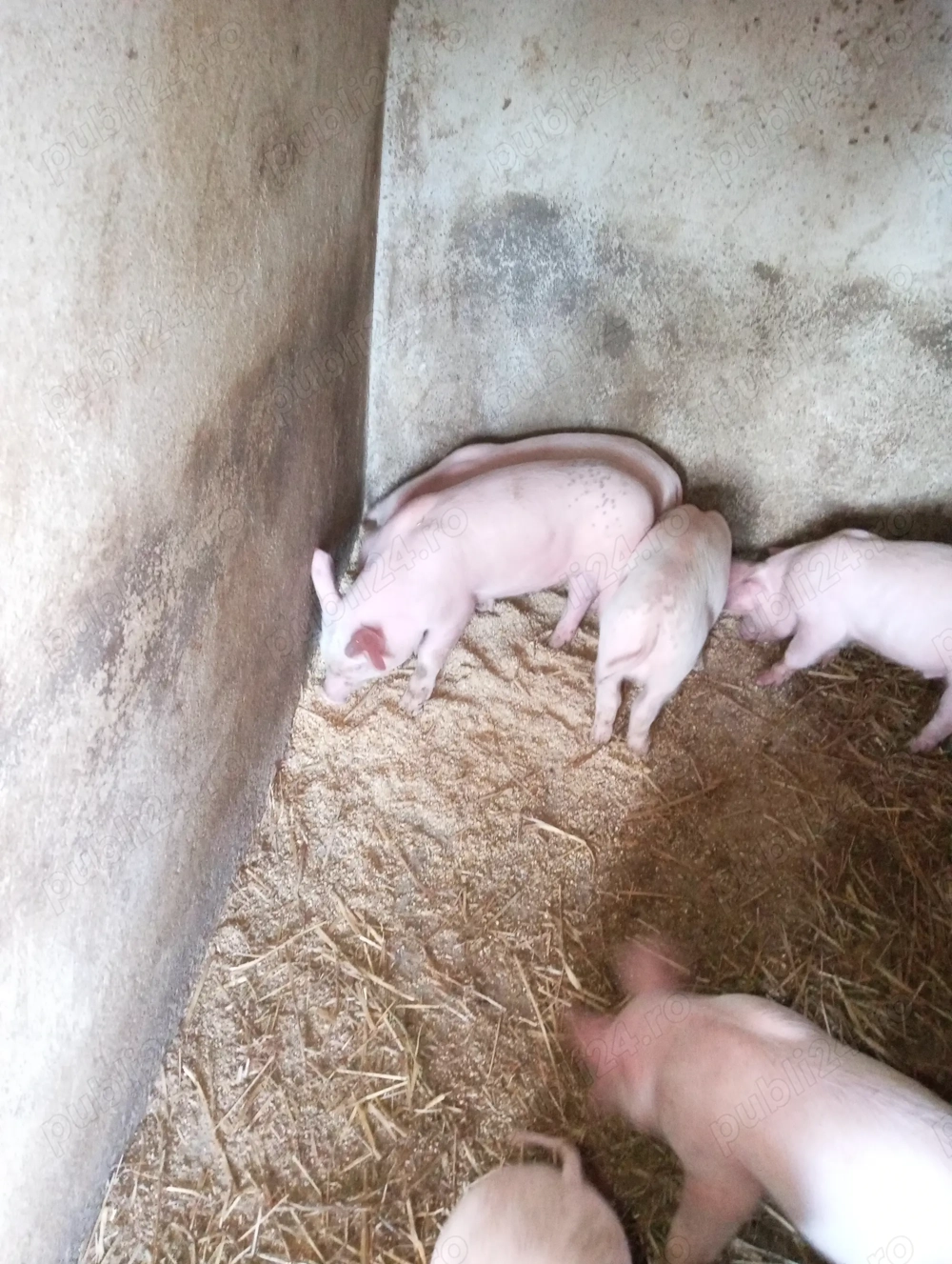 Vând purcei marele alb