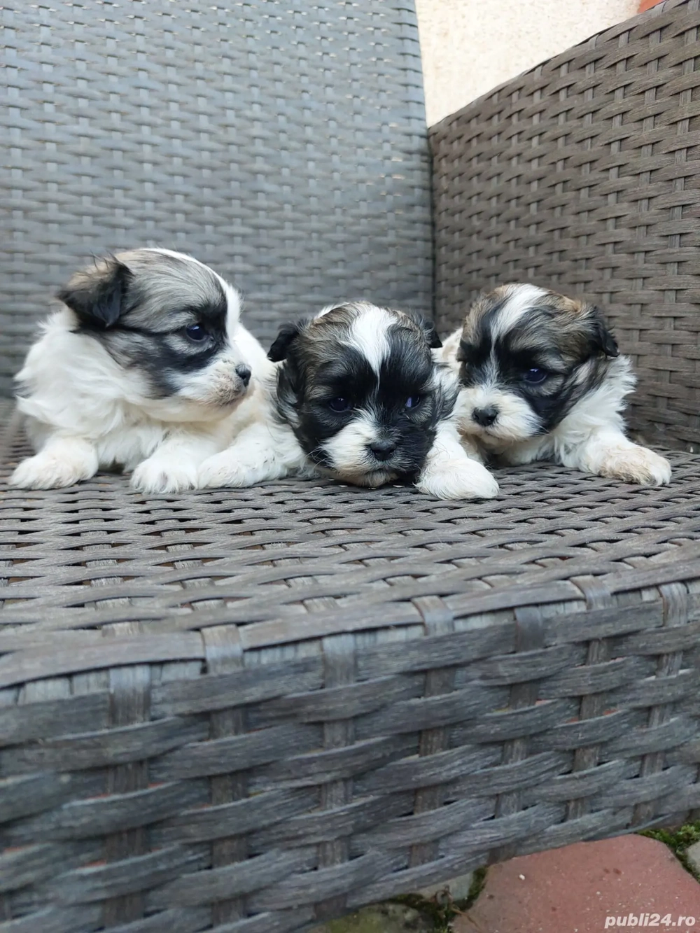 căței shihtzu 