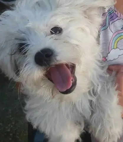 Vând puii bishon 3 lunii