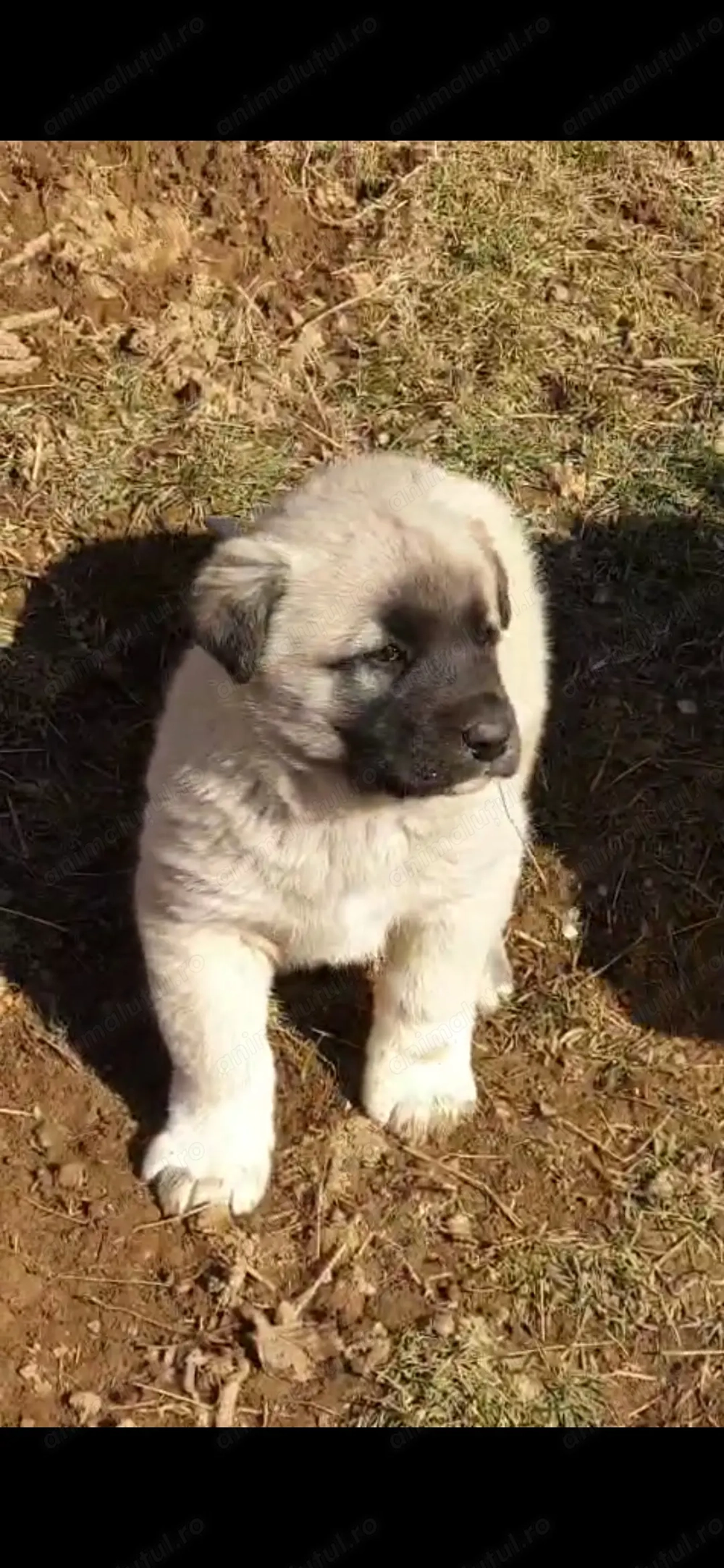 Catei kangal.    .      .