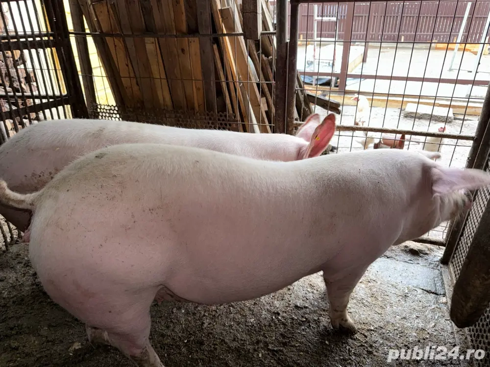   Porci pt Masa de Craciun 