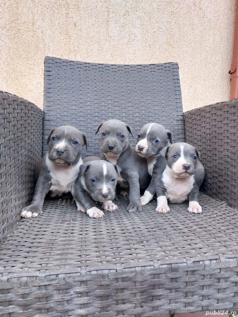 Căței Amstaff blue
