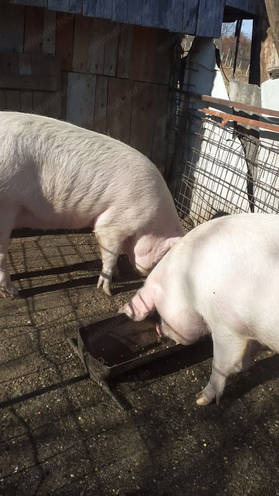 Vand porci pentru Crăciun 