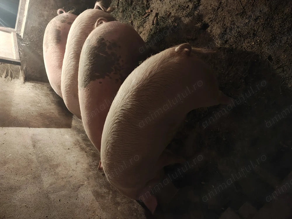 De vânzare, aprox 180-190 kg