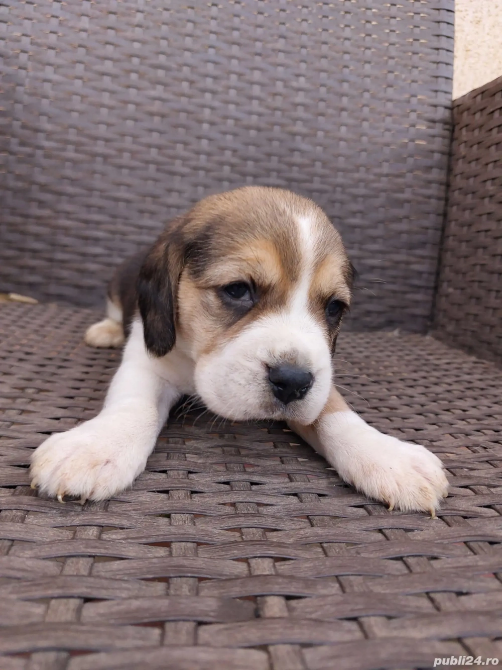 Căței beagle tricolor și bicolor 