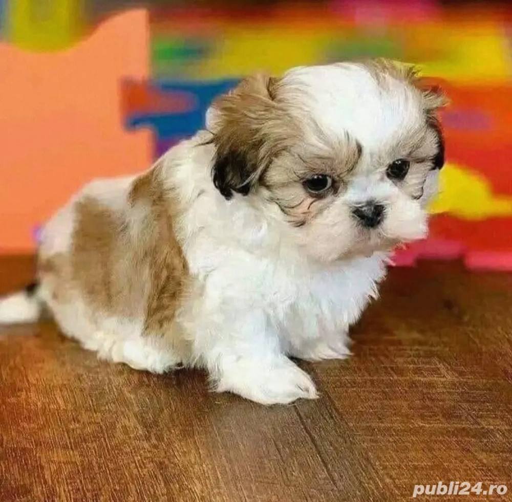 shih tzu talie mica cu pedigree 