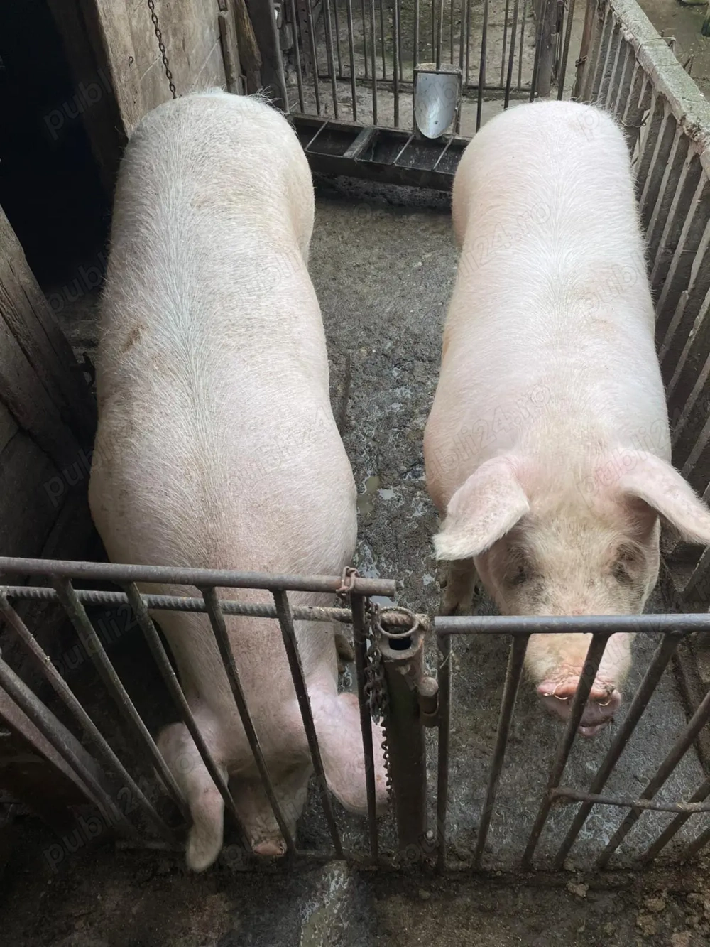 Vând porc de carne ! 