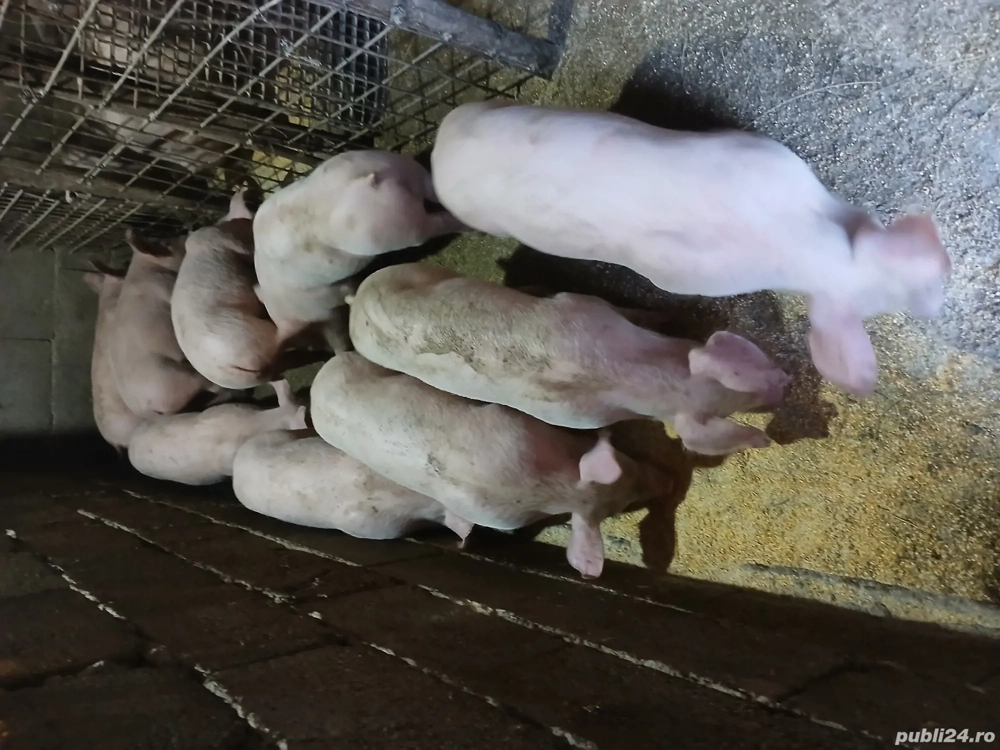 vind grasuni rasa landras