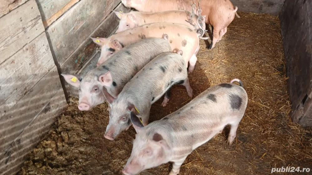 Purcei de rasa duroc, pietrain