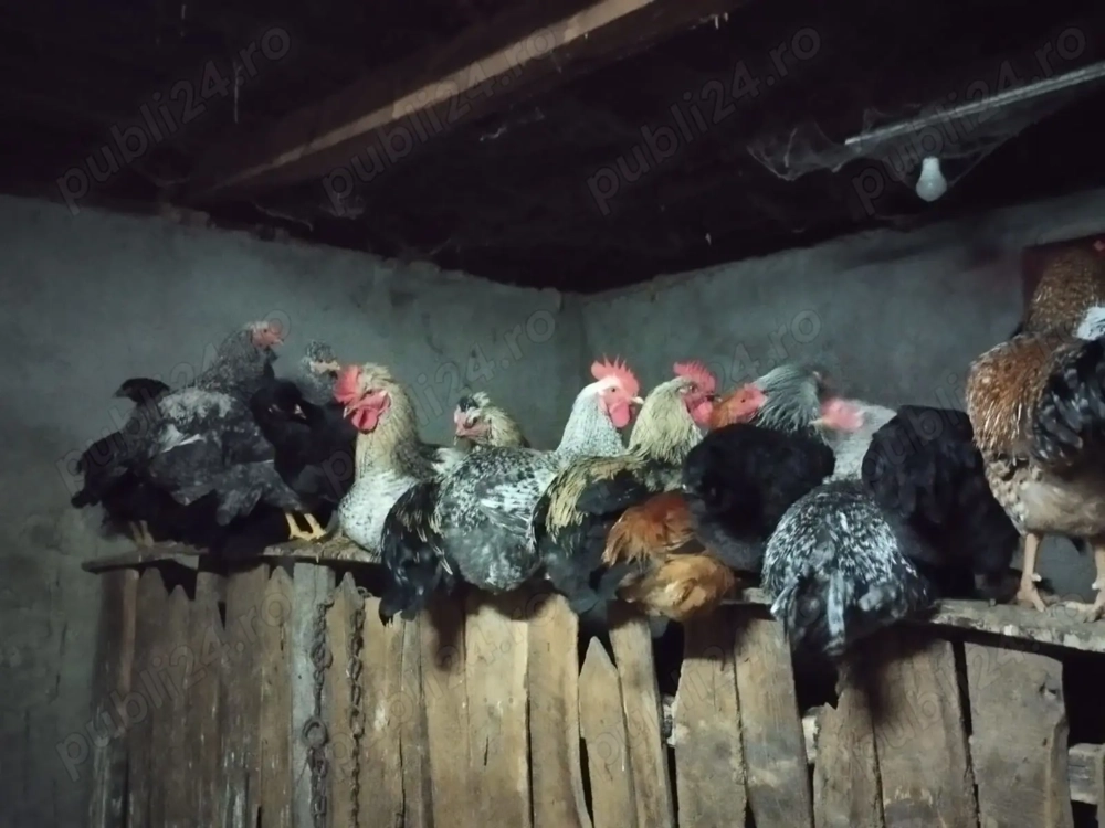 De vânzare găini 