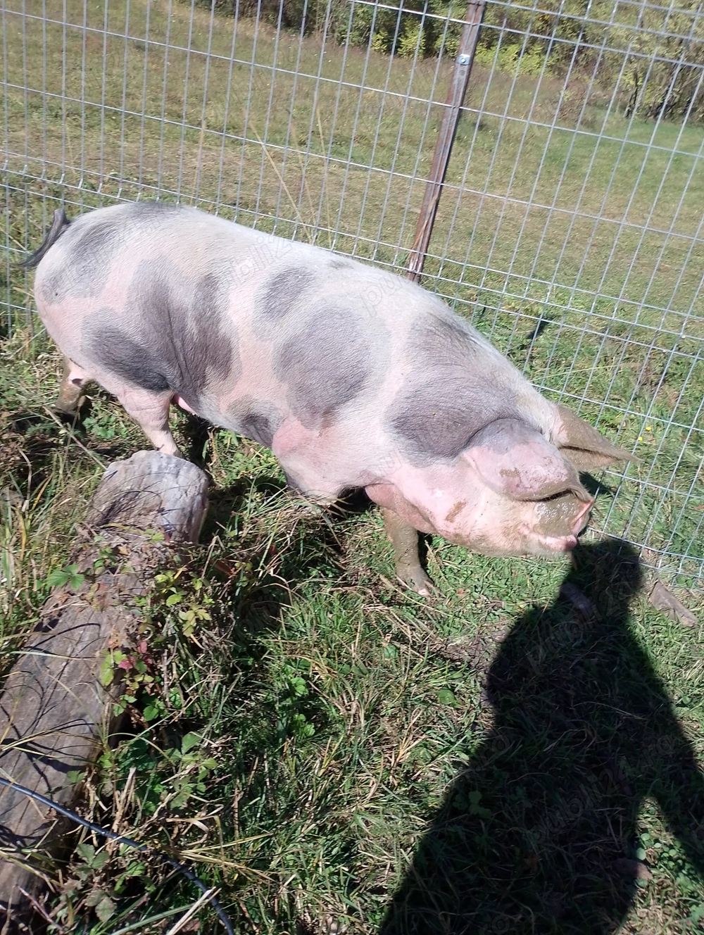 Vând scroafa de tăiat 