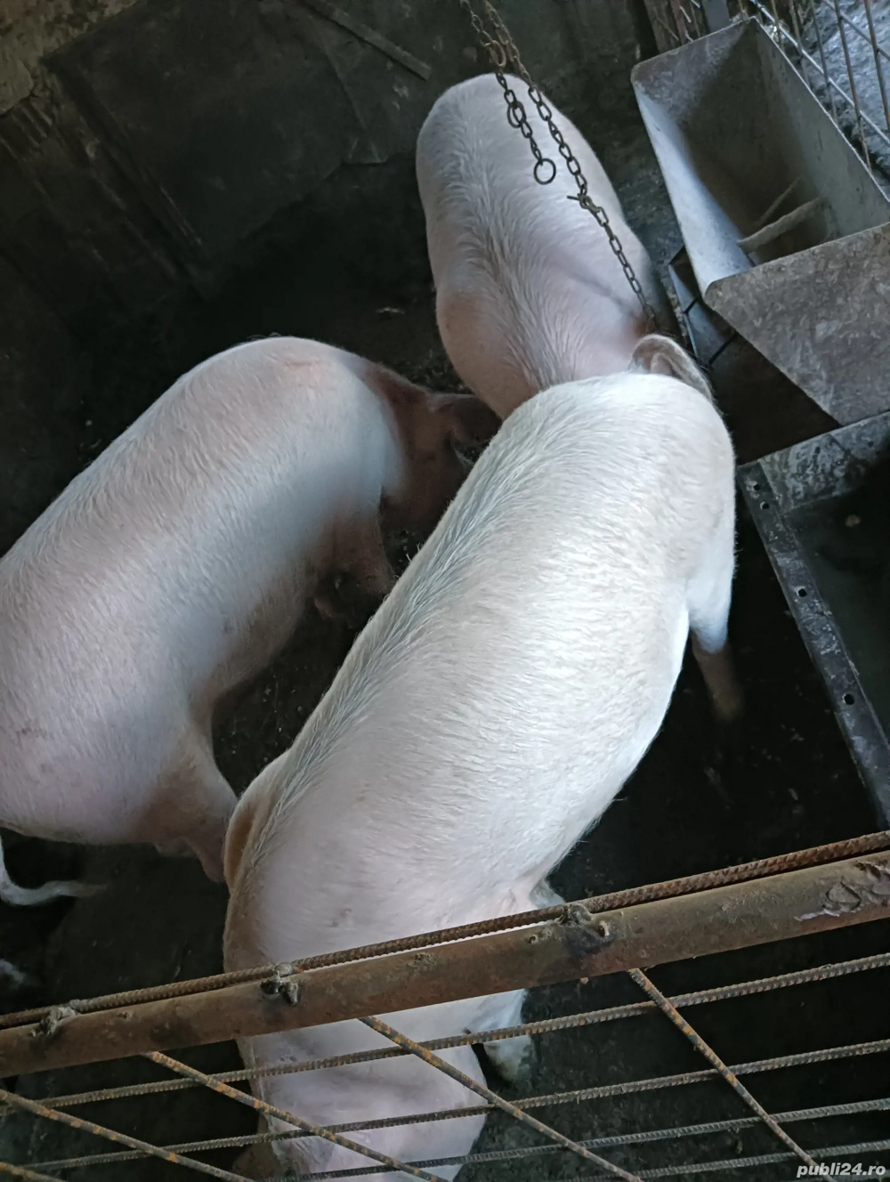 Porci de vânzare !