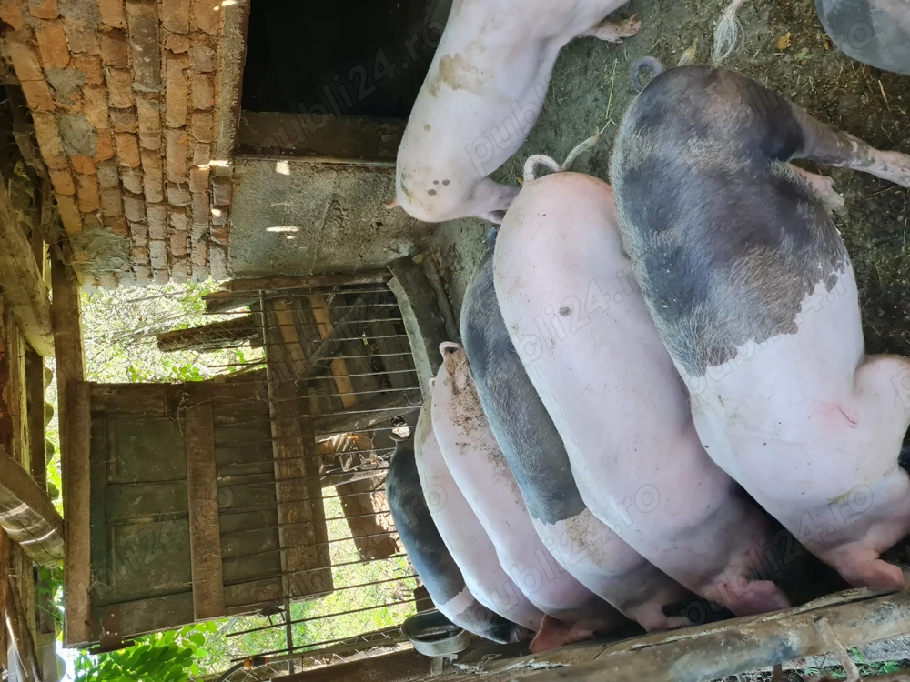 Porci de carne pentru taiat