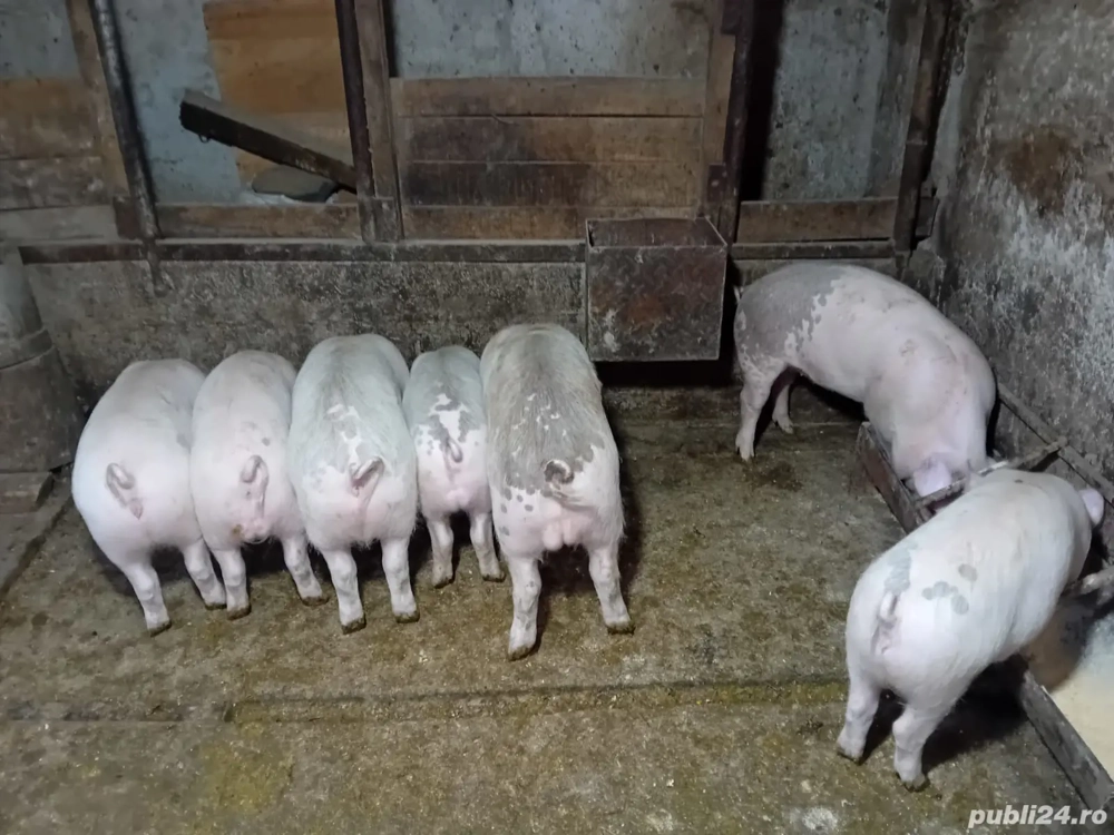 Purcei de vanzare 