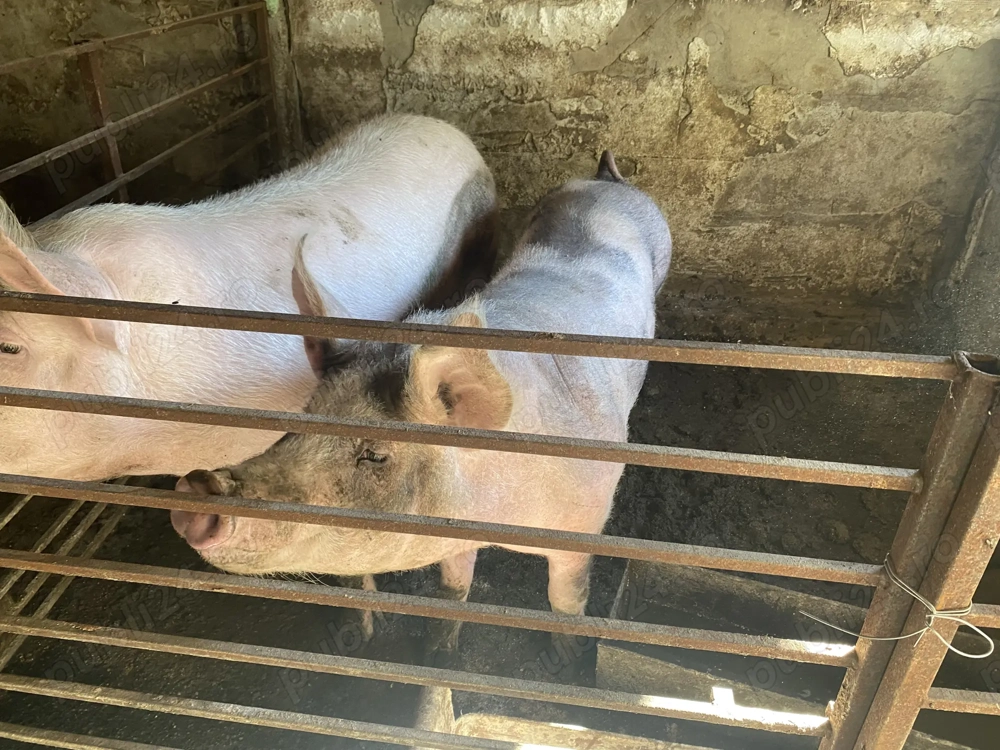 Porci crescuti de tara Ilfov Copaceni