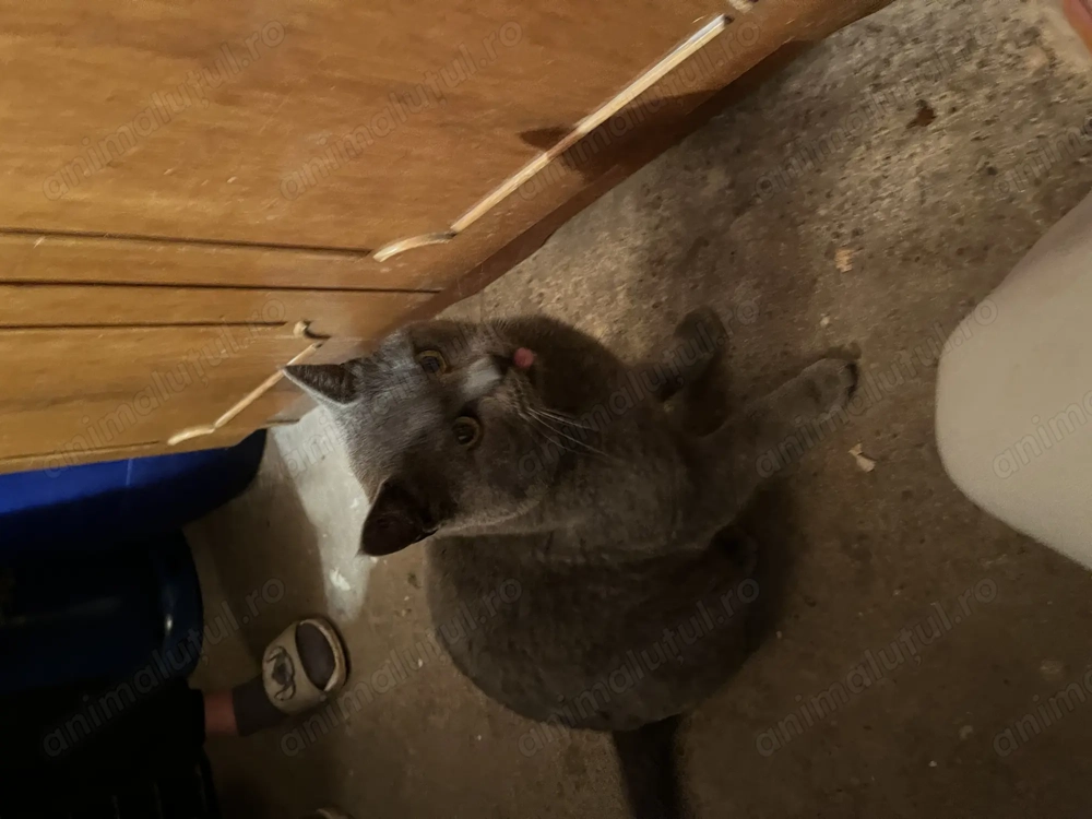 Vând motan british short hair în vârstă de un an 