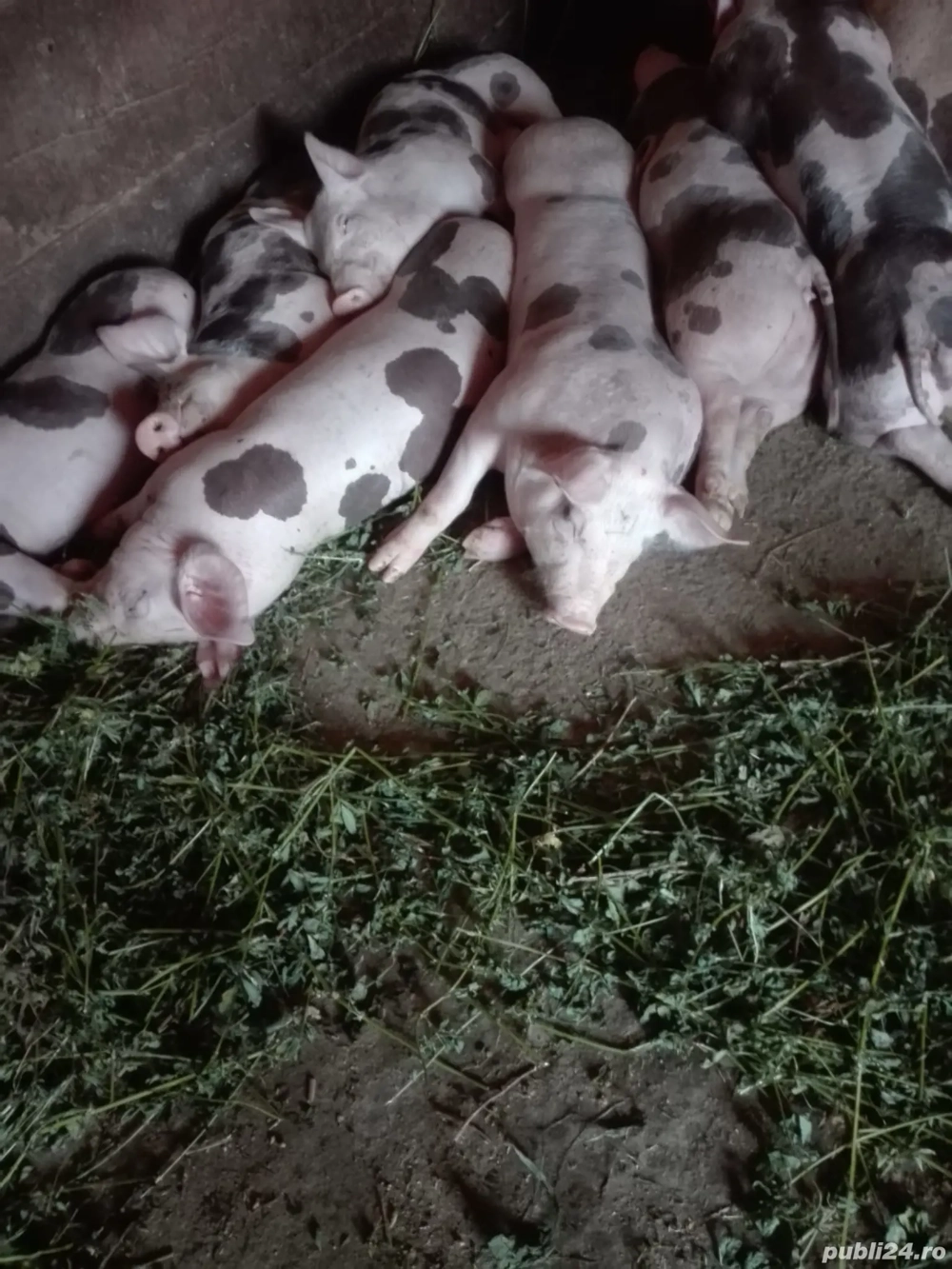 purcei pietrani de vânzare 