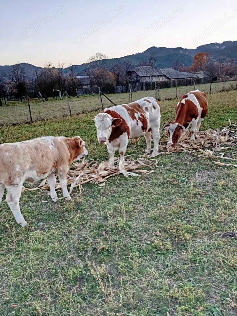 Vaca cu vițel de vânzare și tauras