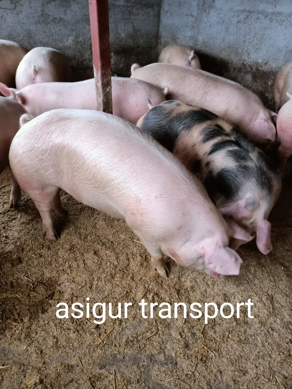 Vând porci pentru Crăciun 