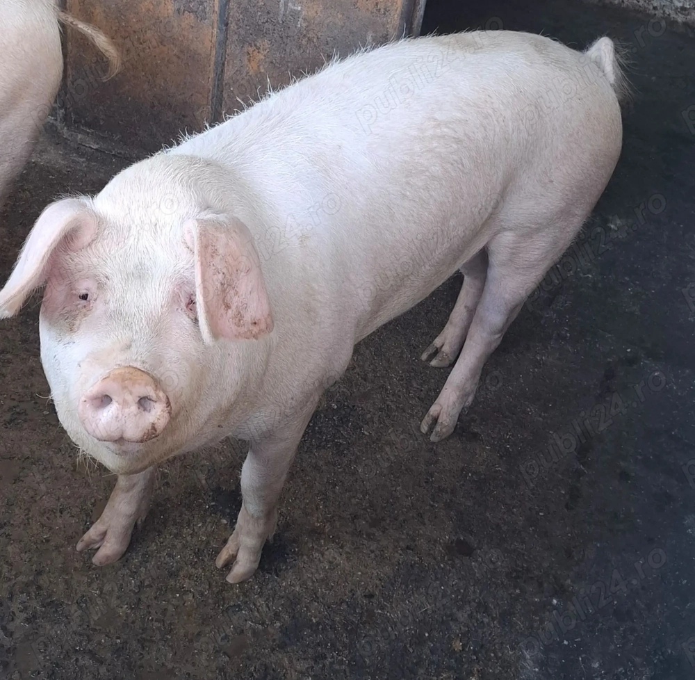 Vand porc Gras 14lei kg